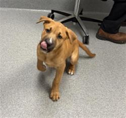 Shelter Stray Male Dog last seen Near, 5001 E Raymond St, Indianapolis, IN 46203, USA