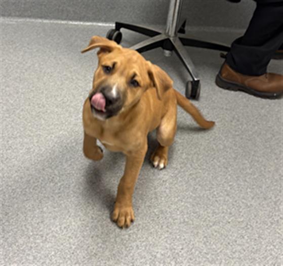 Shelter Stray Male Dog last seen Near, 5001 E Raymond St, Indianapolis, IN 46203, USA