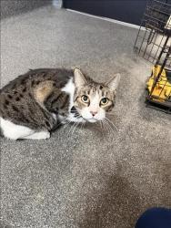 Shelter Stray Male Cat last seen , 3201 Lacy St, Los Angeles, CA 90031, USA