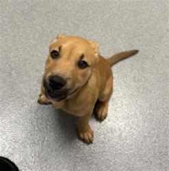 Shelter Stray Male Dog last seen Near, 5001 E Raymond St, Indianapolis, IN 46203, USA