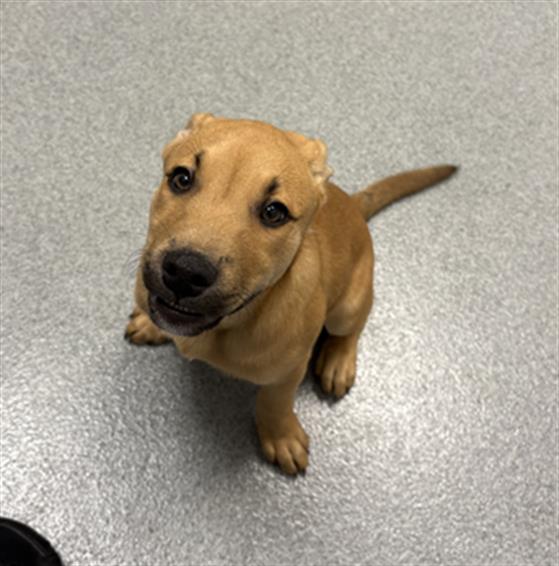 Shelter Stray Male Dog last seen Near, 5001 E Raymond St, Indianapolis, IN 46203, USA