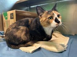 Shelter Stray Female Cat last seen MATTAPAN, 350 S Huntington Ave, Jamaica Plain, MA 02130, USA