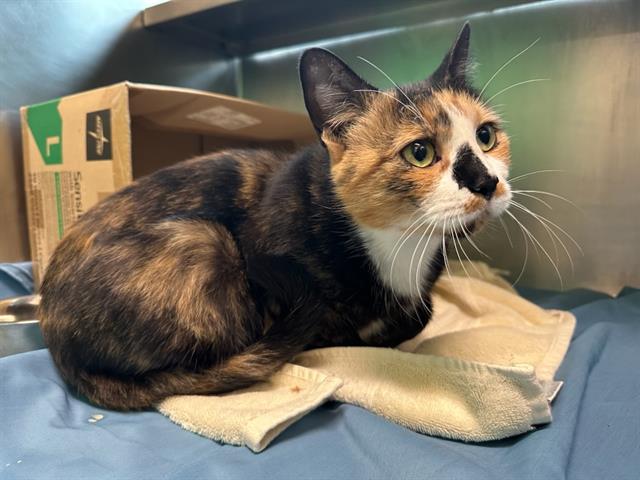 Shelter Stray Female Cat last seen MATTAPAN, 350 S Huntington Ave, Jamaica Plain, MA 02130, USA