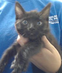 Shelter Stray Male Cat last seen , 4704 Corporation Dr, Fayetteville, NC 28306, USA