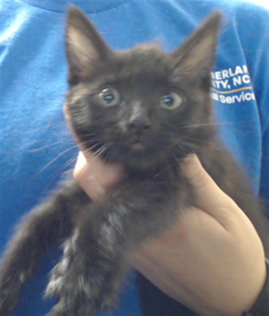 Shelter Stray Male Cat last seen , 4704 Corporation Dr, Fayetteville, NC 28306, USA