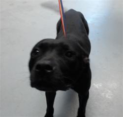 Shelter Stray Female Dog last seen Near BLOCK ACE CT, PARKTON NC 28371, 4704 Corporation Dr, Fayetteville, NC 28306, USA