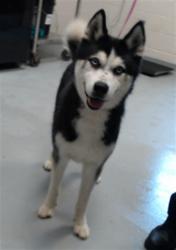 Shelter Stray Male Dog last seen Near BLOCK MCARTHUR RD, FAYETTEVILLE NC 28311, 4704 Corporation Dr, Fayetteville, NC 28306, USA