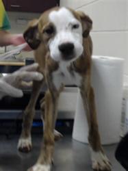 Shelter Stray Female Dog last seen Near BLOCK LAKERIDGE DR, FAYETTEVILLE NC 28304, 4704 Corporation Dr, Fayetteville, NC 28306, USA
