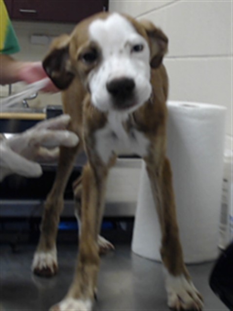 Shelter Stray Female Dog last seen Near BLOCK LAKERIDGE DR, FAYETTEVILLE NC 28304, 4704 Corporation Dr, Fayetteville, NC 28306, USA