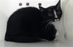 Shelter Stray Female Cat last seen Near BLOCK SCENIC PINES DR, HOPE MILLS NC 28348, 4704 Corporation Dr, Fayetteville, NC 28306, USA