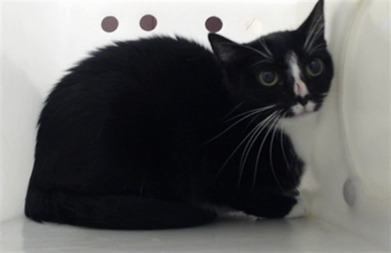 Shelter Stray Female Cat last seen Near BLOCK SCENIC PINES DR, HOPE MILLS NC 28348, 4704 Corporation Dr, Fayetteville, NC 28306, USA