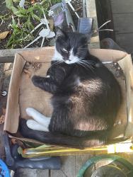 Reunited Female Cat last seen SE 47th and Gladstone, Creston-Kenilworth, Portland, OR 97206