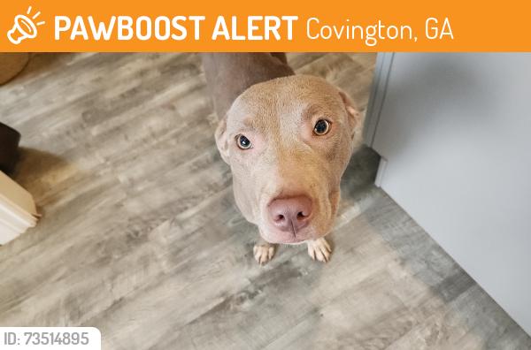 Found/Stray Female Dog last seen Kinnett and brown bridge, Covington, GA 30016