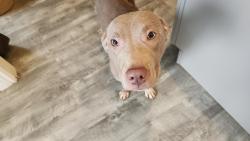 Found/Stray Female Dog last seen Kinnett and brown bridge, Covington, GA 30016