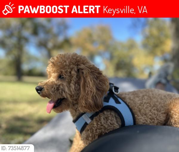 Lost Male Dog last seen Keysville & Stinnett Pl, Keysville, VA 23947