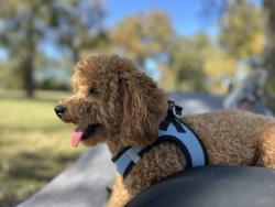 Lost Male Dog last seen Keysville & Stinnett Pl, Keysville, VA 23947