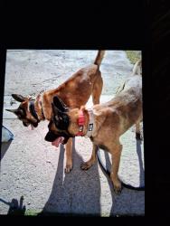 Found/Stray Male Dog last seen Magnesium, Henderson, NV 89015