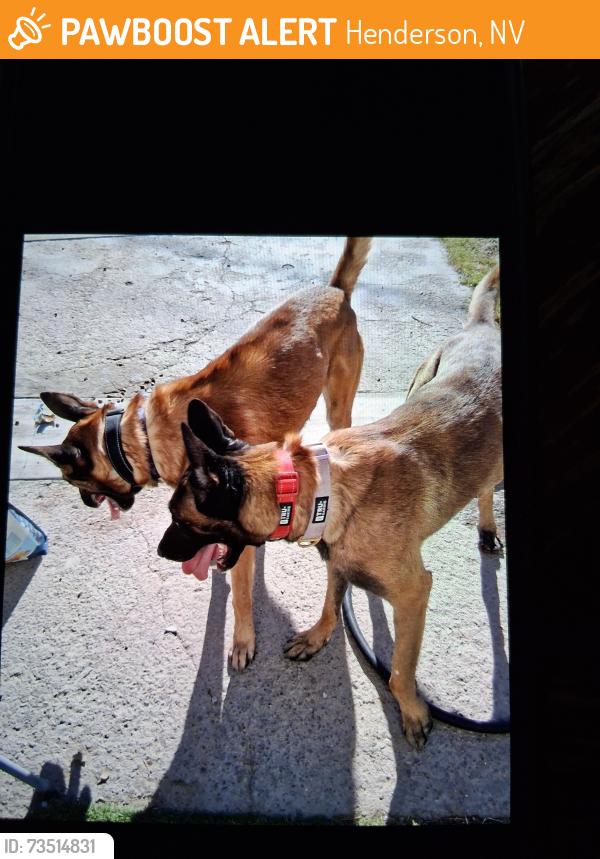 Found/Stray Male Dog last seen Magnesium, Henderson, NV 89015