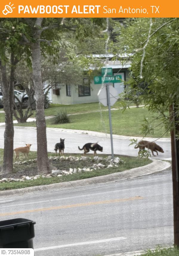 Found/Stray Unknown Dog last seen Amburry, San Antonio, TX 78209