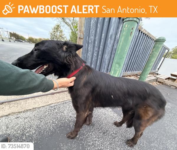 Found/Stray Female Dog last seen hernández tire and automotive, San Antonio, TX 78228