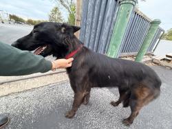Found/Stray Female Dog last seen hernández tire and automotive, San Antonio, TX 78228