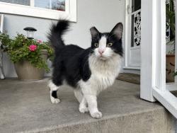 Found/Stray Unknown Cat last seen Shorb St., Alhambra, CA 91801