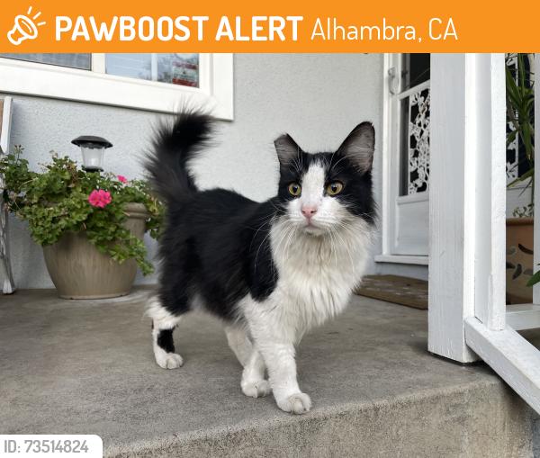 Found/Stray Unknown Cat last seen Shorb St., Alhambra, CA 91801