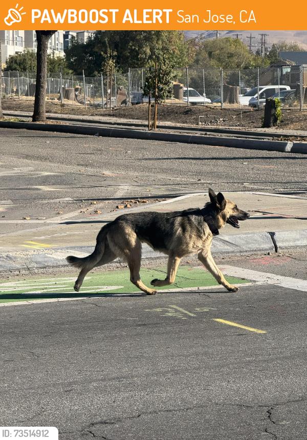 Found/Stray Unknown Dog last seen Trade Zone blvd and Lundy ave intersection, San Jose, CA 95131