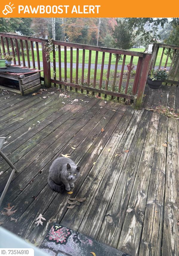 Found/Stray Unknown Cat last seen Little Britain south, Little Britain Township, PA 19362