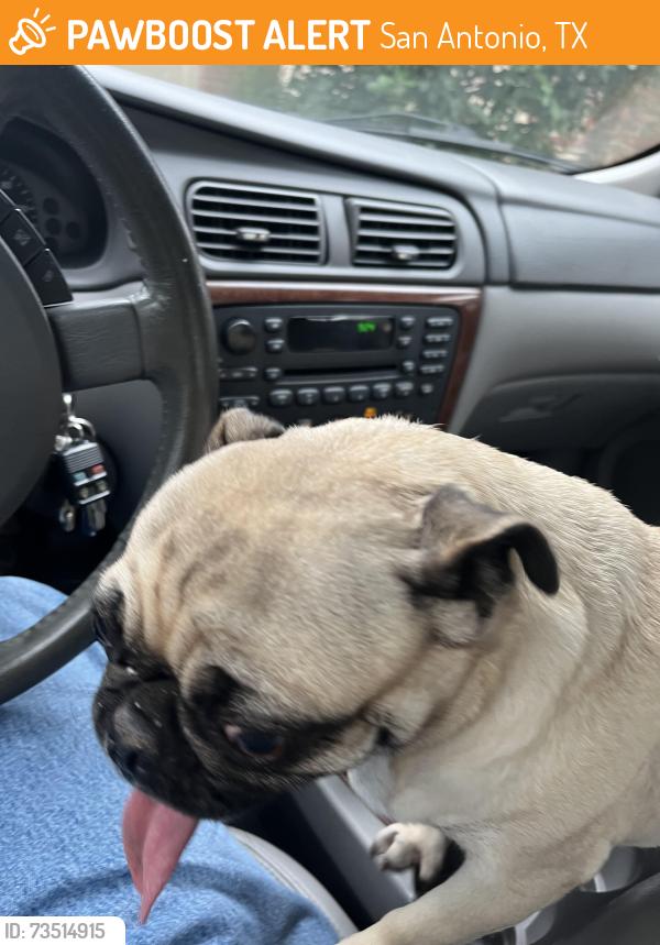 Found/Stray Female Dog last seen Evers and Forest Bend, San Antonio, TX 78238