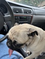Found/Stray Female Dog last seen Evers and Forest Bend, San Antonio, TX 78238