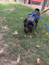 Found/Stray Male Dog last seen -, Weatherford, TX 76086