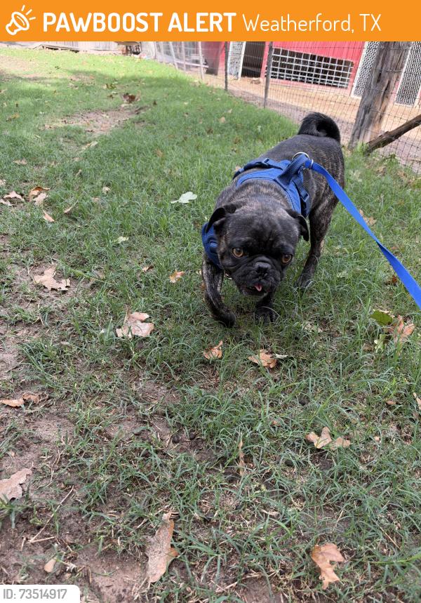 Found/Stray Male Dog last seen -, Weatherford, TX 76086