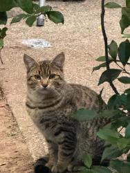Found/Stray Male Cat last seen NE 103 and NE Glisan, Portland, OR 97220