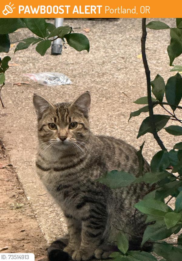 Found/Stray Male Cat last seen NE 103 and NE Glisan, Portland, OR 97220