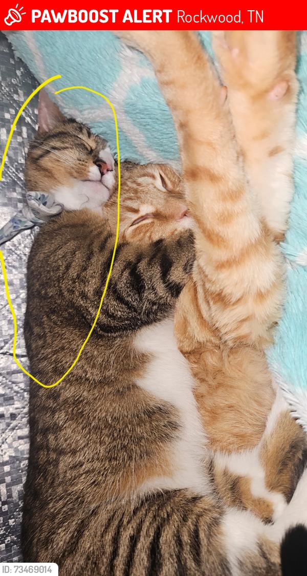 Lost Female Cat last seen Rockwood Marina & RV Resort, Rockwood, TN 37854