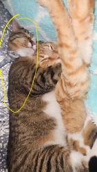Lost Female Cat last seen Rockwood Marina & RV Resort, Rockwood, TN 37854
