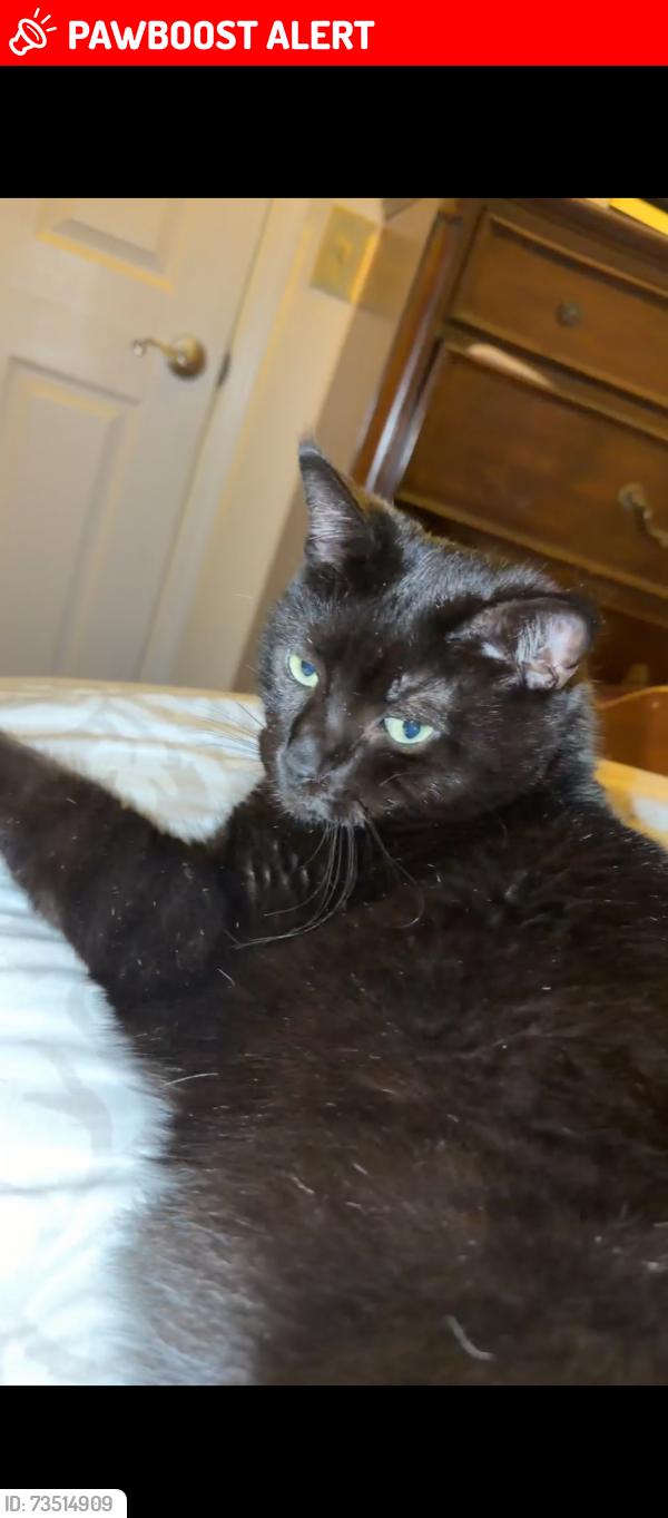 Lost Male Cat last seen Cha Cha, North Brunswick Township, NJ 08902