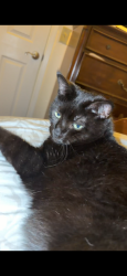 Lost Male Cat last seen Cha Cha, North Brunswick Township, NJ 08902