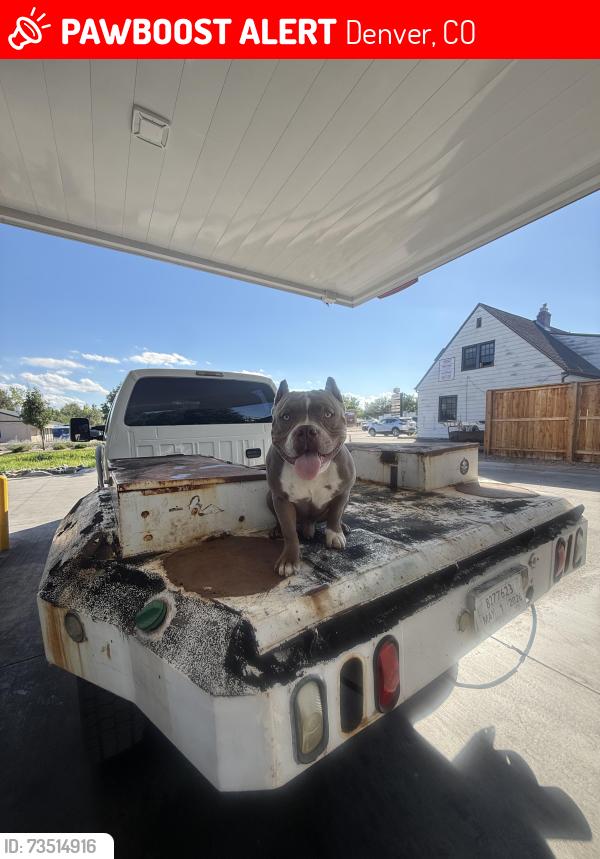 Lost Male Dog last seen Near Morrison and Kentucky ave, Denver, CO 80219