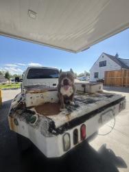 Lost Male Dog last seen Near Morrison and Kentucky ave, Denver, CO 80219