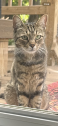 Lost Male Cat last seen Park Lane South/ Forest Park, Queens, NY 11421