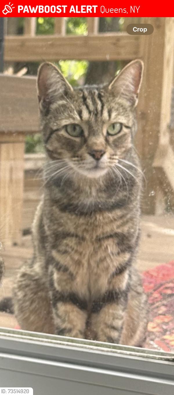 Lost Male Cat last seen Park Lane South/ Forest Park, Queens, NY 11421