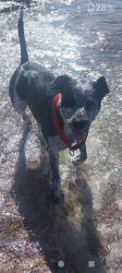 Lost Male Dog last seen 36th Ave irma ln, Phoenix, AZ 85029
