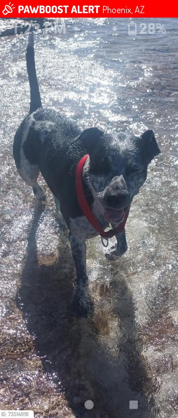 Lost Male Dog last seen 36th Ave irma ln, Phoenix, AZ 85029