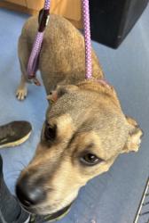 Shelter Stray Female Dog last seen , , GA, 3280 Chamblee Dunwoody Rd, Chamblee, GA 30341, USA