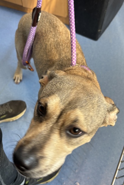 Shelter Stray Female Dog last seen , , GA, 3280 Chamblee Dunwoody Rd, Chamblee, GA 30341, USA