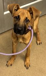 Shelter Stray Male Dog last seen Near Brown Mills Ferry RD Lithonia Georgia 30038, 30038, GA, 3280 Chamblee Dunwoody Rd, Chamblee, GA 30341, USA