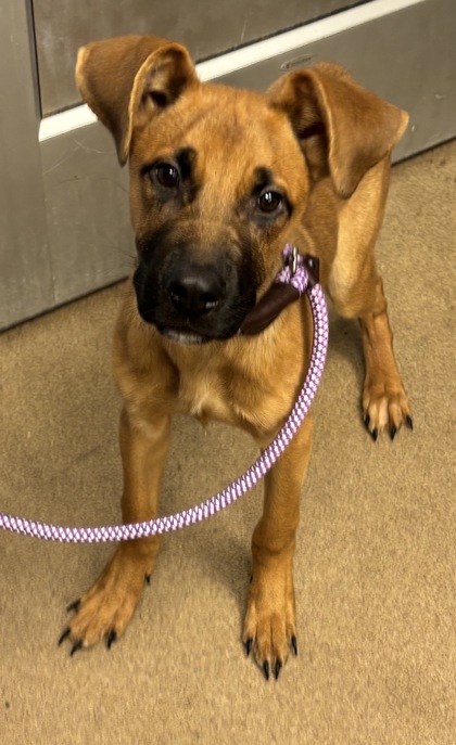 Shelter Stray Male Dog last seen Near Brown Mills Ferry RD Lithonia Georgia 30038, 30038, GA, 3280 Chamblee Dunwoody Rd, Chamblee, GA 30341, USA