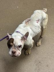 Shelter Stray Female Dog last seen Near East Conley Road Conley, 30288, 30288, GA, 3280 Chamblee Dunwoody Rd, Chamblee, GA 30341, USA